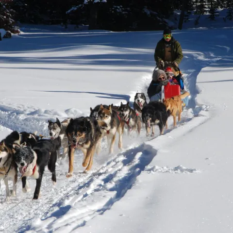 chiens-de-traineaux